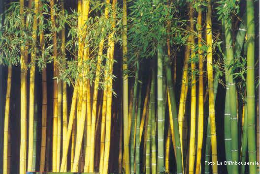 bambù, fusti di bambù giganti