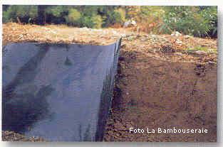 bambł, barriere anntirizomi bambł