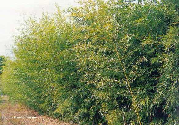bamb, barriere bamb, siepi bamb